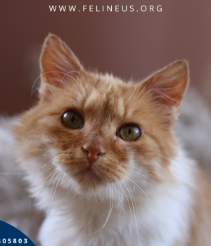 Do adopcji Rzeszów