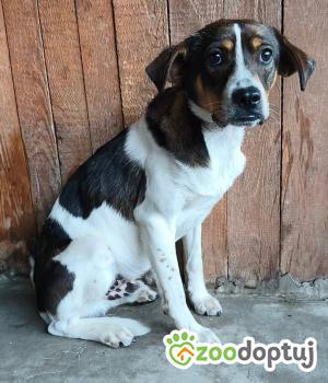 Do adopcji Zgierz