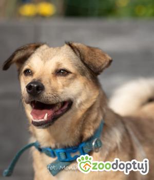 Do adopcji Myślenice