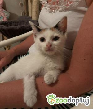 Do adopcji Cieszyn