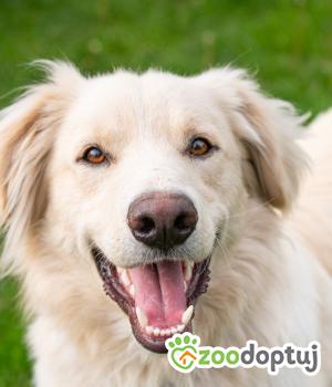 Do adopcji Warszawa