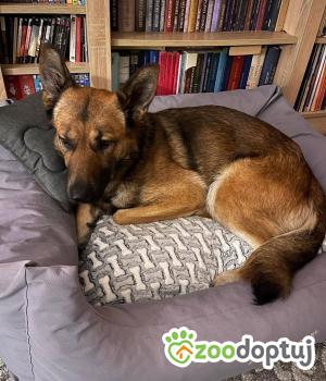 Do adopcji Białobrzegi