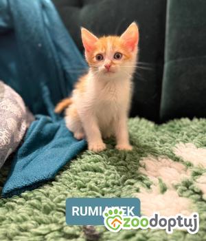 Do adopcji Łódź