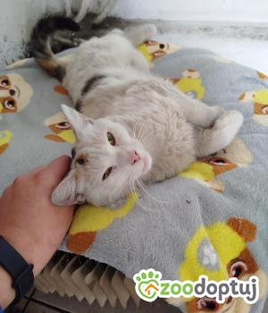 Do adopcji Głowno