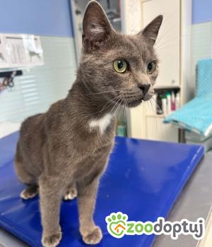 Do adopcji Zgierz