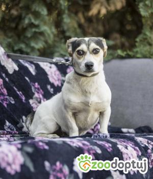 Do adopcji Warszawa