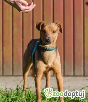 Do adopcji Zgierz