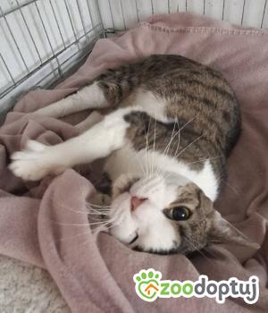 Do adopcji Gdańsk