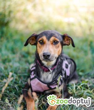 Do adopcji Radom