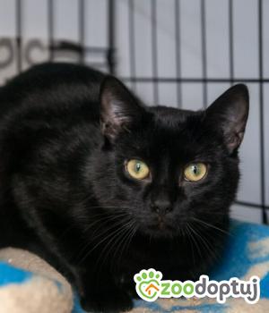Do adopcji Poznań