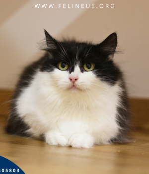 Do adopcji Rzeszów