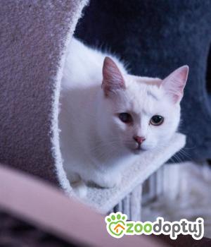 Do adopcji Poznań