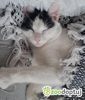 Do adopcji Poznań
