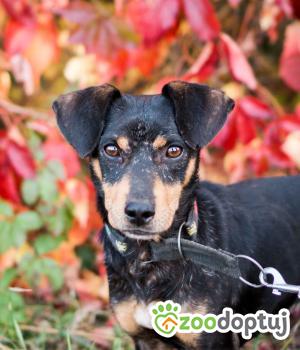 Do adopcji Sompolno