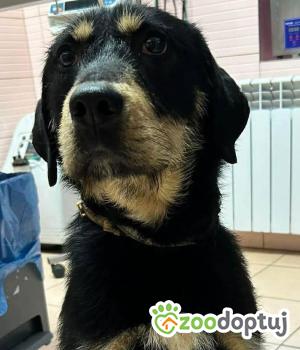 Do adopcji Zgierz