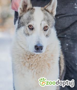 Do adopcji Mińsk Mazowiecki