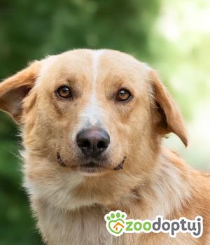 Do adopcji Warszawa