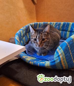 Do adopcji Poznań