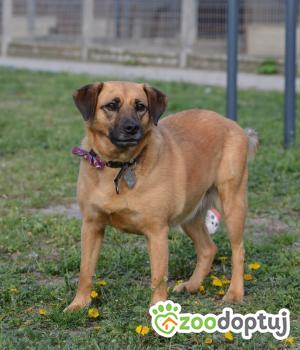 Do adopcji Mielec