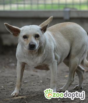 Do adopcji Mielec