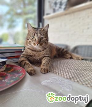 Do adopcji Poznań