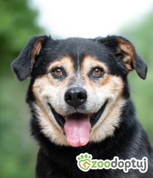 Do adopcji Warszawa