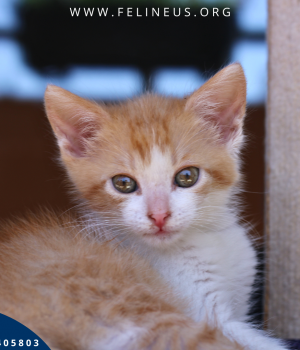 Do adopcji Rzeszów