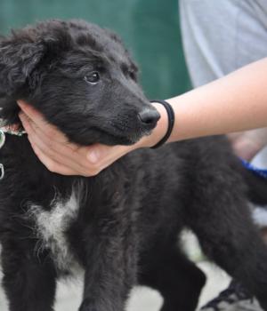 Do adopcji Nowy Dwór Mazowiecki