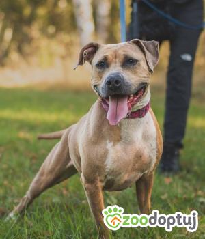 Do adopcji Bełchatów