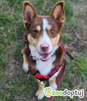 Do adopcji Stalowa Wola