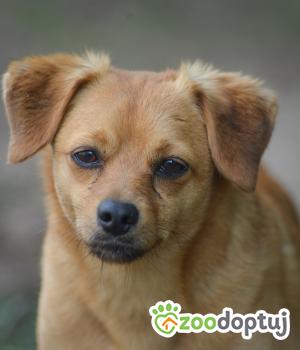 Do adopcji Mielec