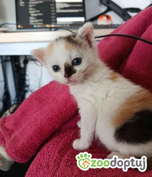 Do adopcji Cieszyn
