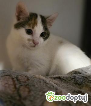 Do adopcji Cieszyn