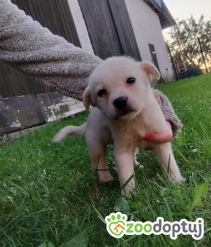 Do adopcji Radziejów