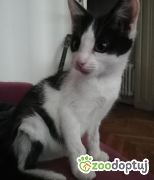 Do adopcji Cieszyn