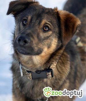 Do adopcji Głogów