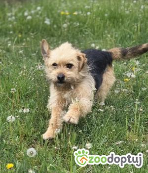 Do adopcji Zgierz
