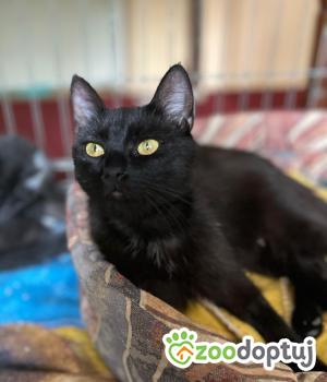 Do adopcji Głowno