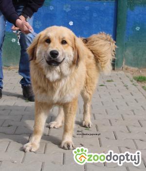 Do adopcji Nowy Dwór Mazowiecki