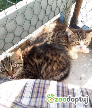 Do adopcji Sępólno Krajeńskie