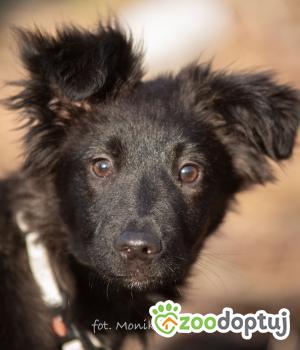 Do adopcji Myślenice