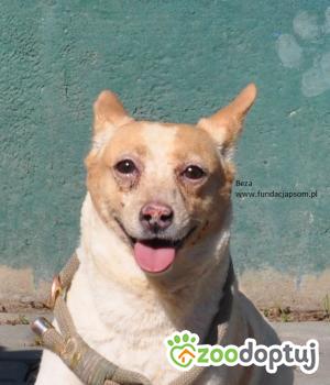 Do adopcji Nowy Dwór Mazowiecki