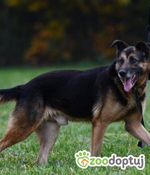 Do adopcji Krotoszyn