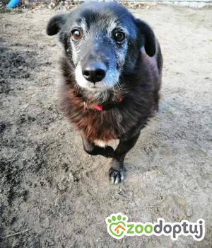 Do adopcji Mielec