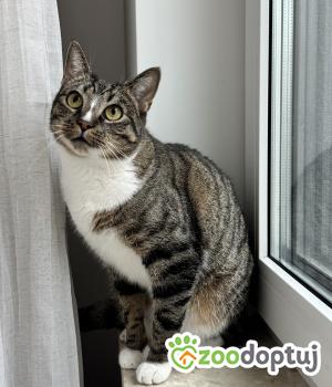 Do adopcji Poznań