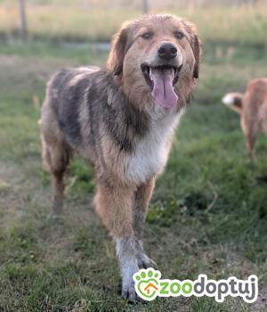 Do adopcji Warszawa