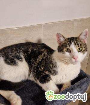 Do adopcji Cieszyn