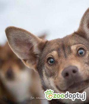 Do adopcji Myślenice