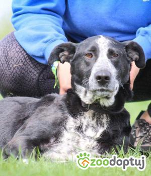 Do adopcji Gdańsk