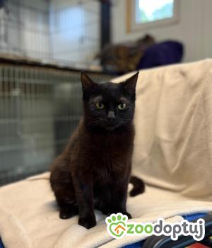 Do adopcji Głowno